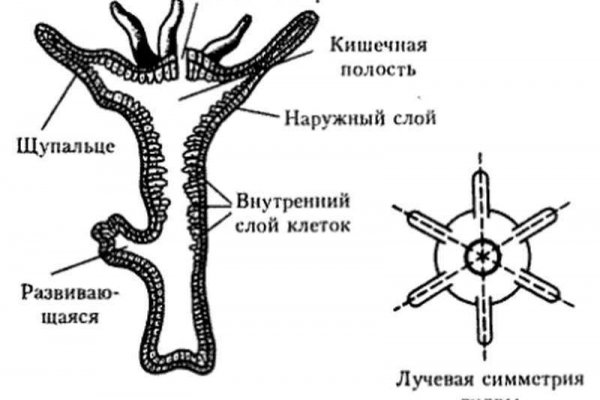 Как зайти на blacksprut с телефона