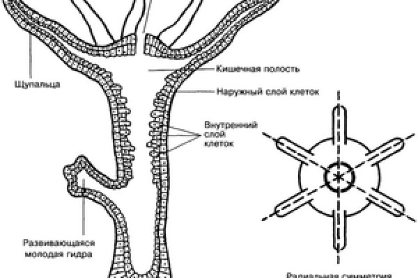 Блекспрут через тор blacksprut click