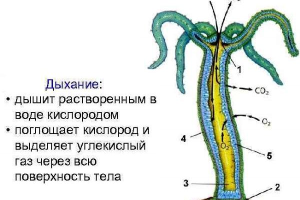 Black sprut сайт